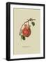 Chaumontel Pear-William Hooker-Framed Art Print