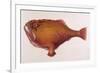 Chaunax Pictus Red Angler Fish-null-Framed Premium Giclee Print