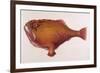 Chaunax Pictus Red Angler Fish-null-Framed Premium Giclee Print