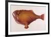 Chaunax Pictus Red Angler Fish-null-Framed Premium Giclee Print