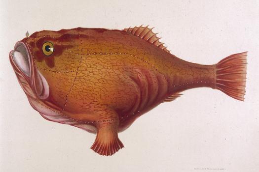 Chaunax Pictus Red Angler Fish' Prints