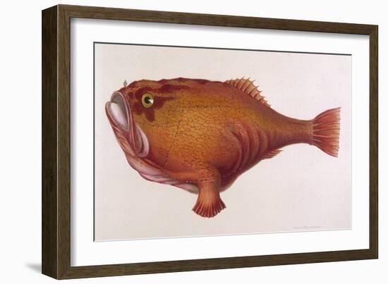 Chaunax Pictus Red Angler Fish-null-Framed Art Print