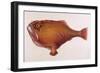 Chaunax Pictus Red Angler Fish-null-Framed Art Print