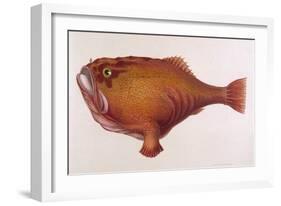 Chaunax Pictus Red Angler Fish-null-Framed Art Print