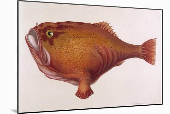 Chaunax Pictus Red Angler Fish-null-Mounted Art Print
