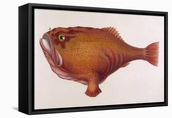 Chaunax Pictus Red Angler Fish-null-Framed Stretched Canvas