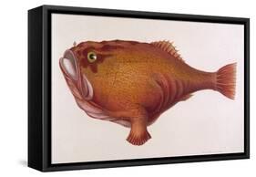 Chaunax Pictus Red Angler Fish-null-Framed Stretched Canvas