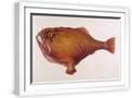White Frame