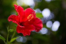 The Hibiscus Flower close Up-Chayatorn Laorattanavech-Photographic Print