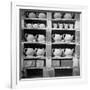 Cheap Chinaware Saucers, Cups, Teapots, Etc Standing on Racks in Pottery of the Hall China Co-Walker Evans-Framed Photographic Print