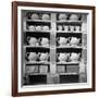 Cheap Chinaware Saucers, Cups, Teapots, Etc Standing on Racks in Pottery of the Hall China Co-Walker Evans-Framed Photographic Print