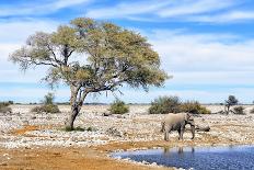 African Elephant at Water Pool in Etosha National Park-Checco-Mounted Photographic Print