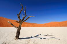 Dead Acacia Tree in Sossusvlei Pan, Namibia-Checco-Photographic Print