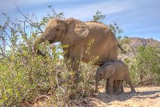 African Elephant at Water Pool in Etosha National Park-Checco-Framed Photographic Print