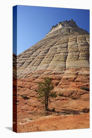 Checkerboard Mesa, Formed of Navajo Sandstone, Zion National Park, Utah, United States of America-Peter Barritt-Stretched Canvas