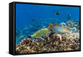 Checkerboard Wrasse (Halichoeres Hortulanus)-Michael Nolan-Framed Stretched Canvas