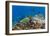 Checkerboard Wrasse (Halichoeres Hortulanus)-Michael Nolan-Framed Photographic Print