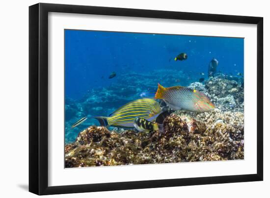 Checkerboard Wrasse (Halichoeres Hortulanus)-Michael Nolan-Framed Photographic Print