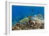 Checkerboard Wrasse (Halichoeres Hortulanus)-Michael Nolan-Framed Photographic Print