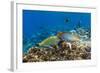 Checkerboard Wrasse (Halichoeres Hortulanus)-Michael Nolan-Framed Photographic Print