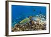 Checkerboard Wrasse (Halichoeres Hortulanus)-Michael Nolan-Framed Photographic Print