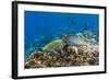 Checkerboard Wrasse (Halichoeres Hortulanus)-Michael Nolan-Framed Photographic Print