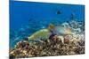 Checkerboard Wrasse (Halichoeres Hortulanus)-Michael Nolan-Mounted Photographic Print