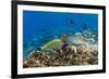 Checkerboard Wrasse (Halichoeres Hortulanus)-Michael Nolan-Framed Photographic Print