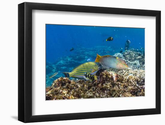 Checkerboard Wrasse (Halichoeres Hortulanus)-Michael Nolan-Framed Premium Photographic Print