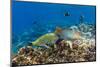 Checkerboard Wrasse (Halichoeres Hortulanus)-Michael Nolan-Mounted Premium Photographic Print