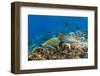 Checkerboard Wrasse (Halichoeres Hortulanus)-Michael Nolan-Framed Photographic Print