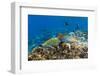 Checkerboard Wrasse (Halichoeres Hortulanus)-Michael Nolan-Framed Photographic Print