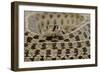 Checkered Garter Snake coiled with tongue out, Texas, USA-Rolf Nussbaumer-Framed Photographic Print