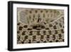 Checkered Garter Snake coiled with tongue out, Texas, USA-Rolf Nussbaumer-Framed Photographic Print