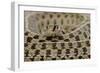 Checkered Garter Snake coiled with tongue out, Texas, USA-Rolf Nussbaumer-Framed Photographic Print