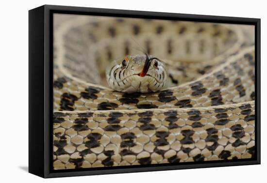 Checkered Garter Snake coiled with tongue out, Texas, USA-Rolf Nussbaumer-Framed Stretched Canvas