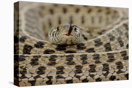 Checkered Garter Snake coiled with tongue out, Texas, USA-Rolf Nussbaumer-Stretched Canvas