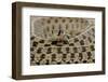 Checkered Garter Snake coiled with tongue out, Texas, USA-Rolf Nussbaumer-Framed Photographic Print