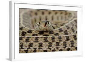 Checkered Garter Snake coiled with tongue out, Texas, USA-Rolf Nussbaumer-Framed Photographic Print