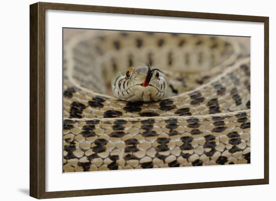 Checkered Garter Snake coiled with tongue out, Texas, USA-Rolf Nussbaumer-Framed Photographic Print