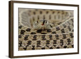 Checkered Garter Snake coiled with tongue out, Texas, USA-Rolf Nussbaumer-Framed Photographic Print