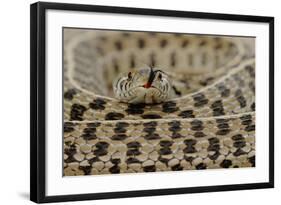 Checkered Garter Snake coiled with tongue out, Texas, USA-Rolf Nussbaumer-Framed Photographic Print