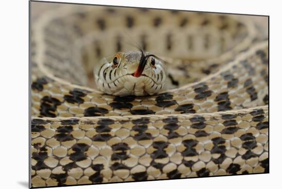Checkered Garter Snake coiled with tongue out, Texas, USA-Rolf Nussbaumer-Mounted Photographic Print