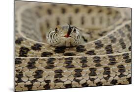 Checkered Garter Snake coiled with tongue out, Texas, USA-Rolf Nussbaumer-Mounted Photographic Print