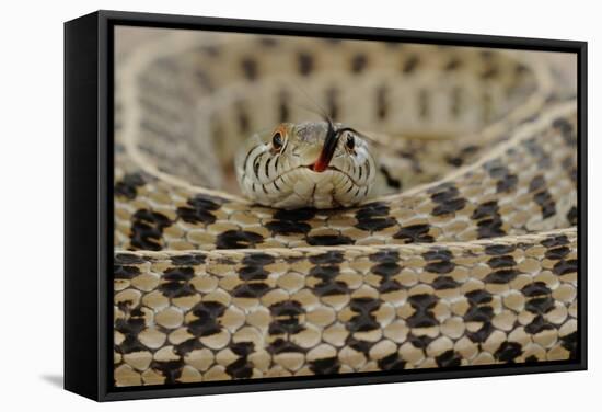 Checkered Garter Snake coiled with tongue out, Texas, USA-Rolf Nussbaumer-Framed Stretched Canvas