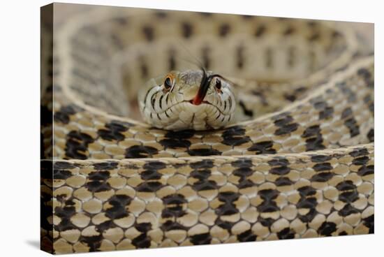 Checkered Garter Snake coiled with tongue out, Texas, USA-Rolf Nussbaumer-Stretched Canvas