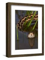 Checkered Garter Snake (Thamnophis Marcianus) Laredo Borderlands, Texas, USA. April-Claudio Contreras-Framed Photographic Print