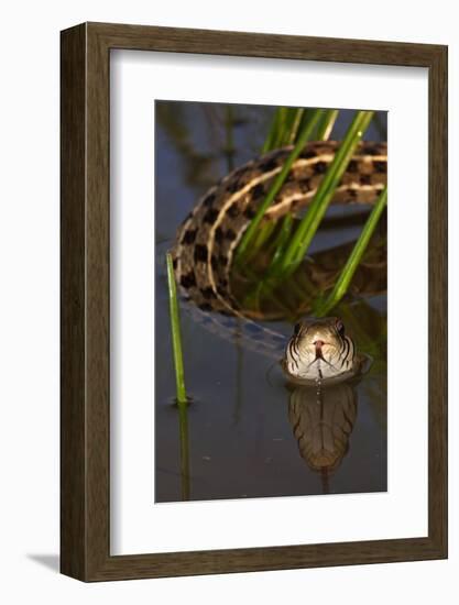 Checkered Garter Snake (Thamnophis Marcianus) Laredo Borderlands, Texas, USA. April-Claudio Contreras-Framed Photographic Print