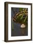 Checkered Garter Snake (Thamnophis Marcianus) Laredo Borderlands, Texas, USA. April-Claudio Contreras-Framed Photographic Print