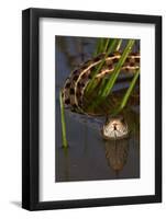 Checkered Garter Snake (Thamnophis Marcianus) Laredo Borderlands, Texas, USA. April-Claudio Contreras-Framed Photographic Print